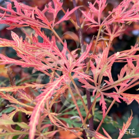 Acer palmatum 'Ornatum' - Érable du Japon