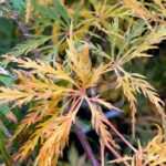 Acer palmatum 'Ornatum' - Érable du Japon