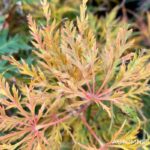 Acer palmatum 'Ornatum' - Érable du Japon