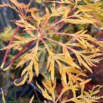 Acer palmatum 'Ornatum' - Érable du Japon