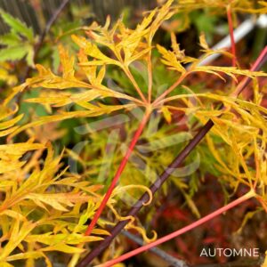 Acer palmatum 'Ornatum' - Érable du Japon