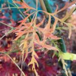 Acer palmatum 'Ornatum' - Érable du Japon