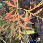 Acer palmatum 'Ornatum' - Érable du Japon