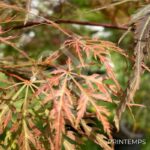 Acer palmatum 'Ornatum' - Érable du Japon