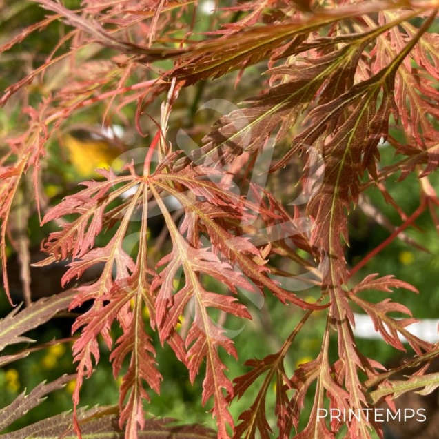 Acer palmatum 'Ornatum' - Érable du Japon