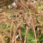 Acer palmatum 'Ornatum' - Érable du Japon