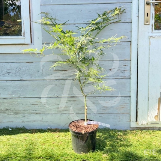 Acer palmatum 'Ornatum' - Érable du Japon dissectum bronze
