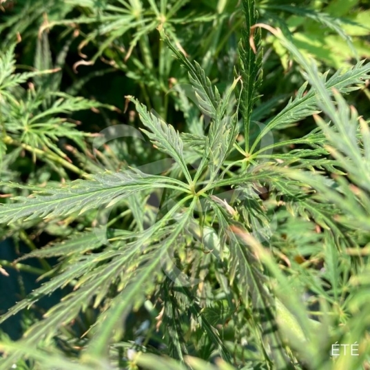 acer palmatum ornatum_summer-color001