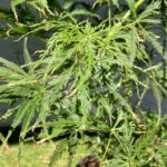 Acer palmatum 'Ornatum' - Érable du Japon