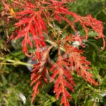 Acer palmatum 'Ornatum' - Érable du Japon