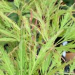 Acer palmatum 'Ornatum' - Érable du Japon