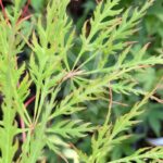 Acer palmatum 'Ornatum' - Érable du Japon