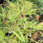 Acer palmatum 'Ornatum' - Érable du Japon
