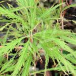 Acer palmatum 'Ornatum' - Érable du Japon