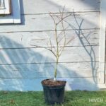 Acer palmatum 'Ornatum' - Érable du Japon
