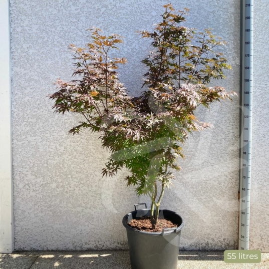 Acer palmatum 'Pixie' - Érable du Japon
