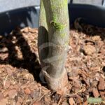 Acer palmatum 'Pixie' - Érable du Japon