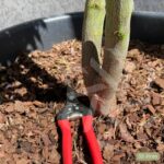 Acer palmatum 'Pixie' - Érable du Japon