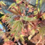 Acer palmatum 'Pixie' - Érable du Japon