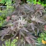 Acer palmatum 'Pixie' - Érable du Japon