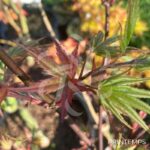 Acer palmatum 'Pixie' - Érable du Japon