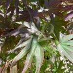 Acer palmatum 'Pixie' - Érable du Japon