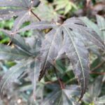 Acer palmatum 'Pixie' - Érable du Japon