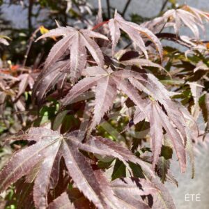 Acer palmatum 'Pixie' - Érable du Japon