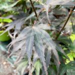 Acer palmatum 'Pixie' - Érable du Japon