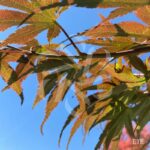 Acer palmatum 'Pixie' - Érable du Japon
