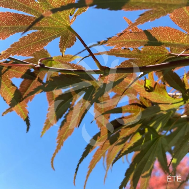 Acer palmatum 'Pixie' - Érable du Japon