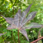 Acer palmatum 'Pixie' - Érable du Japon