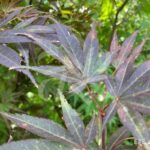 Acer palmatum 'Pixie' - Érable du Japon