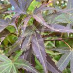 Acer palmatum 'Pixie' - Érable du Japon