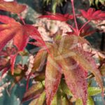 Acer palmatum 'Pixie' - Érable du Japon