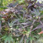 Acer palmatum 'Pixie' - Érable du Japon