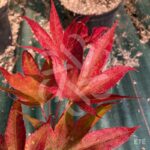 Acer palmatum 'Pixie' - Érable du Japon