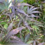 Acer palmatum 'Pixie' - Érable du Japon
