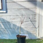 Acer palmatum 'Pixie' - Érable du Japon