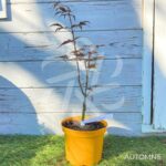 Acer palmatum 'Rhode Island Red' - Érable du Japon