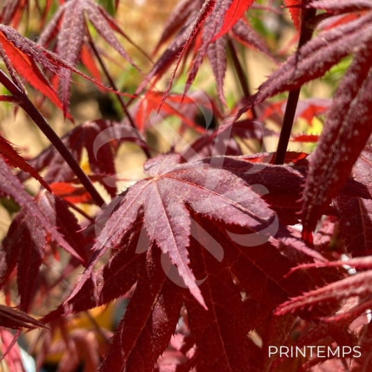 Acer palmatum 'Rhode Island Red' - Érable du Japon