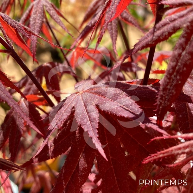 Acer palmatum 'Rhode Island Red' - Érable du Japon