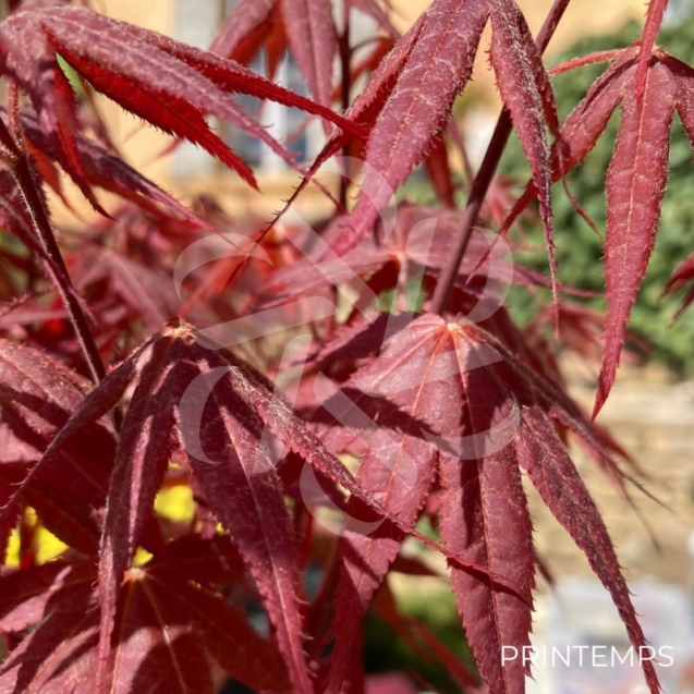 Acer palmatum 'Rhode Island Red' - Érable du Japon