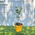 Acer palmatum 'Rhode Island Red' - Érable du Japon