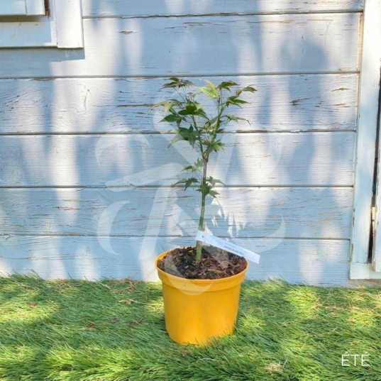 Acer palmatum 'Rhode Island Red' - Érable du Japon