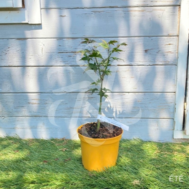 Acer palmatum 'Rhode Island Red' - Érable du Japon