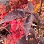 Acer palmatum 'Rhode Island Red' - Érable du Japon