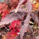 Acer palmatum 'Rhode Island Red' - Érable du Japon