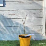 Acer palmatum 'Rhode Island Red' - Érable du Japon