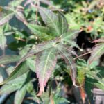 Acer palmatum 'Rhode Island Red' - Érable du Japon